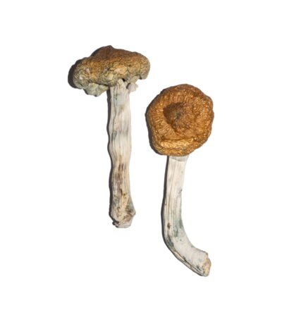 Vietnamese Magic Mushrooms